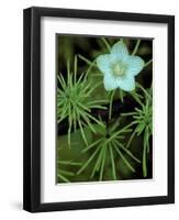 Grass of Parnassus Flower Growing Through Tamarack Tree Needles in Autumn, Michigan, USA-Mark Carlson-Framed Photographic Print