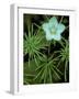 Grass of Parnassus Flower Growing Through Tamarack Tree Needles in Autumn, Michigan, USA-Mark Carlson-Framed Photographic Print