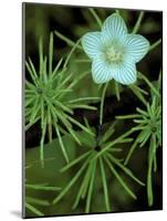 Grass of Parnassus Flower Growing Through Tamarack Tree Needles in Autumn, Michigan, USA-Mark Carlson-Mounted Photographic Print