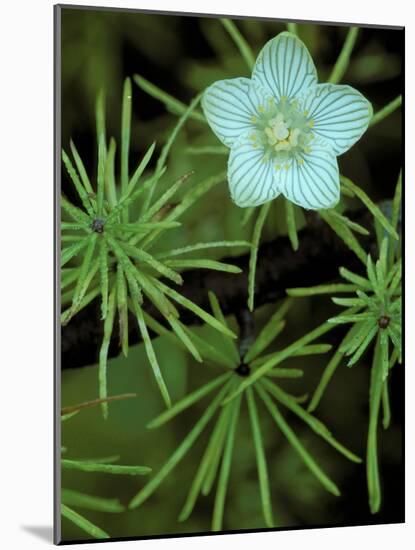 Grass of Parnassus Flower Growing Through Tamarack Tree Needles in Autumn, Michigan, USA-Mark Carlson-Mounted Photographic Print