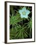 Grass of Parnassus Flower Growing Through Tamarack Tree Needles in Autumn, Michigan, USA-Mark Carlson-Framed Photographic Print