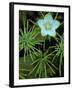 Grass of Parnassus Flower Growing Through Tamarack Tree Needles in Autumn, Michigan, USA-Mark Carlson-Framed Photographic Print