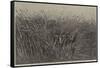 Grass of the Desert, a Scene of Travel in South Africa-Thomas Baines-Framed Stretched Canvas