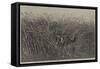 Grass of the Desert, a Scene of Travel in South Africa-Thomas Baines-Framed Stretched Canvas