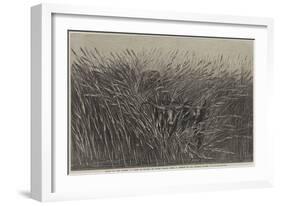 Grass of the Desert, a Scene of Travel in South Africa-Thomas Baines-Framed Giclee Print