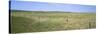 Grass on a Field, Cherry County, Nebraska, USA-null-Stretched Canvas
