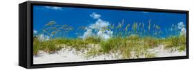 Grass on the beach, Bill Baggs Cape Florida State Park, Key Biscayne, Miami-Dade County, Florida...-null-Framed Stretched Canvas