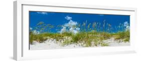 Grass on the beach, Bill Baggs Cape Florida State Park, Key Biscayne, Miami-Dade County, Florida...-null-Framed Photographic Print