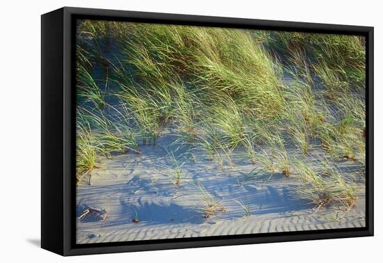 Grass on the sands of Lake Michigan, Indiana Dunes, Indiana, USA-Anna Miller-Framed Stretched Canvas