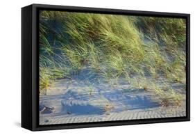 Grass on the sands of Lake Michigan, Indiana Dunes, Indiana, USA-Anna Miller-Framed Stretched Canvas