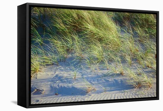 Grass on the sands of Lake Michigan, Indiana Dunes, Indiana, USA-Anna Miller-Framed Stretched Canvas