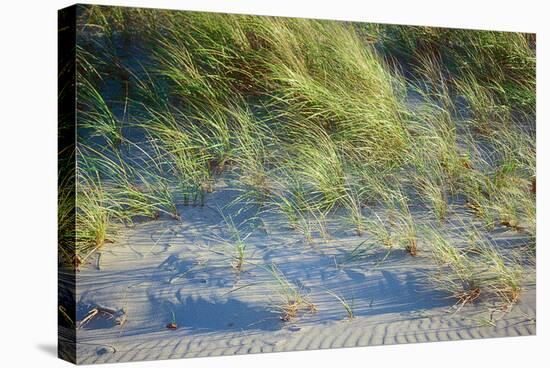 Grass on the sands of Lake Michigan, Indiana Dunes, Indiana, USA-Anna Miller-Stretched Canvas