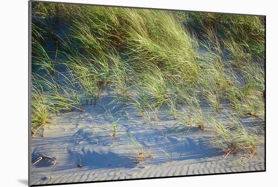 Grass on the sands of Lake Michigan, Indiana Dunes, Indiana, USA-Anna Miller-Mounted Photographic Print