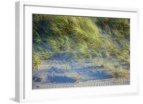 Grass on the sands of Lake Michigan, Indiana Dunes, Indiana, USA-Anna Miller-Framed Photographic Print