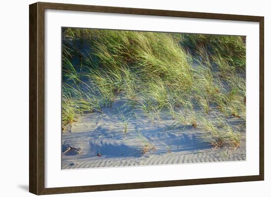 Grass on the sands of Lake Michigan, Indiana Dunes, Indiana, USA-Anna Miller-Framed Photographic Print