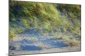 Grass on the sands of Lake Michigan, Indiana Dunes, Indiana, USA-Anna Miller-Mounted Photographic Print
