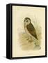 Grass Owl, 1891-Gracius Broinowski-Framed Stretched Canvas