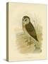 Grass Owl, 1891-Gracius Broinowski-Stretched Canvas