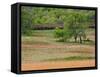 Grass Pattern in Cades Cove, Great Smoky Mountains National Park, Tennessee, USA-Adam Jones-Framed Stretched Canvas