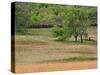 Grass Pattern in Cades Cove, Great Smoky Mountains National Park, Tennessee, USA-Adam Jones-Stretched Canvas