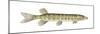 Grass Pickerel (Esox Americanus Vermiculatus), Fishes-Encyclopaedia Britannica-Mounted Poster