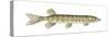 Grass Pickerel (Esox Americanus Vermiculatus), Fishes-Encyclopaedia Britannica-Stretched Canvas