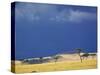 Grass plains and storm clouds over Serengeti, Serengeti National Park, Tanzania-Adam Jones-Stretched Canvas