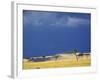 Grass plains and storm clouds over Serengeti, Serengeti National Park, Tanzania-Adam Jones-Framed Photographic Print