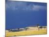 Grass plains and storm clouds over Serengeti, Serengeti National Park, Tanzania-Adam Jones-Mounted Photographic Print