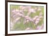 Grass seedheads in Peter Loughheed Provincial Park, Alberta, Canada.-Don Paulson-Framed Photographic Print