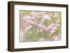 Grass seedheads in Peter Loughheed Provincial Park, Alberta, Canada.-Don Paulson-Framed Photographic Print