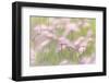 Grass seedheads in Peter Loughheed Provincial Park, Alberta, Canada.-Don Paulson-Framed Photographic Print