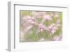 Grass seedheads in Peter Loughheed Provincial Park, Alberta, Canada.-Don Paulson-Framed Photographic Print