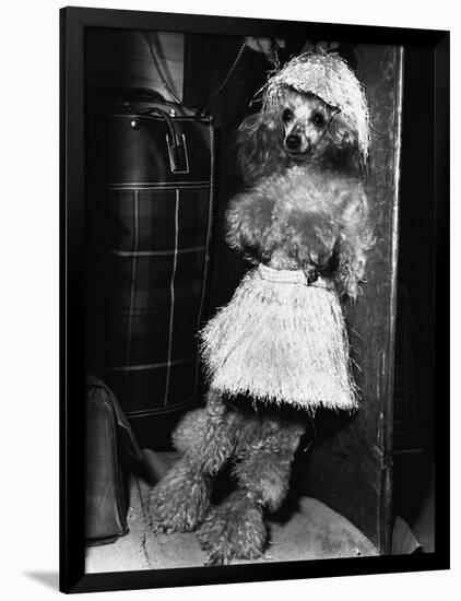 Grass-Skirted Poodle-null-Framed Photographic Print