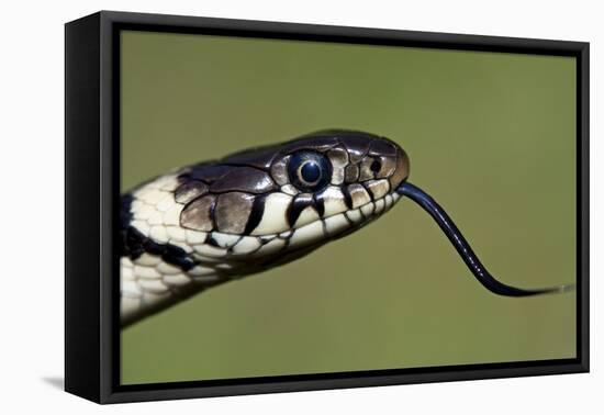 Grass Snake Close-Up of the Head with Tongue Flicking Out-null-Framed Stretched Canvas