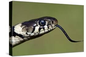 Grass Snake Close-Up of the Head with Tongue Flicking Out-null-Stretched Canvas