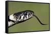 Grass Snake Close-Up of the Head with Tongue Flicking Out-null-Framed Stretched Canvas