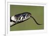 Grass Snake Close-Up of the Head with Tongue Flicking Out-null-Framed Photographic Print