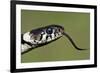 Grass Snake Close-Up of the Head with Tongue Flicking Out-null-Framed Photographic Print