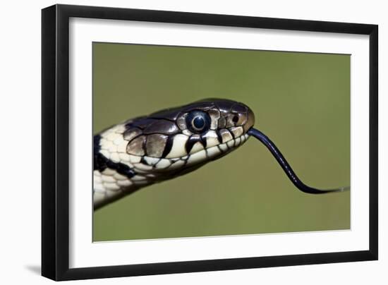 Grass Snake Close-Up of the Head with Tongue Flicking Out-null-Framed Photographic Print