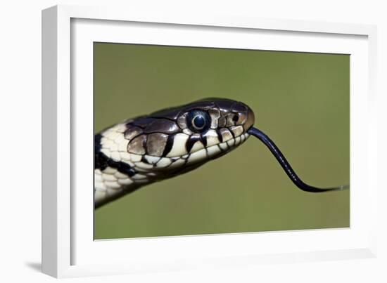 Grass Snake Close-Up of the Head with Tongue Flicking Out-null-Framed Photographic Print