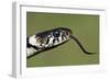 Grass Snake Close-Up of the Head with Tongue Flicking Out-null-Framed Photographic Print