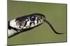 Grass Snake Close-Up of the Head with Tongue Flicking Out-null-Mounted Photographic Print
