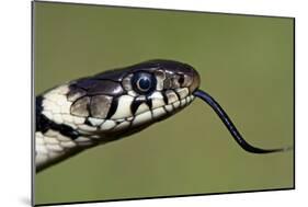 Grass Snake Close-Up of the Head with Tongue Flicking Out-null-Mounted Photographic Print