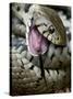 Grass Snake Feigning Death, Hertfordshire, England, UK-Andy Sands-Stretched Canvas