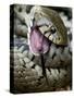 Grass Snake Feigning Death, Hertfordshire, England, UK-Andy Sands-Stretched Canvas