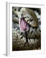 Grass Snake Feigning Death, Hertfordshire, England, UK-Andy Sands-Framed Photographic Print