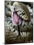 Grass Snake Feigning Death, Hertfordshire, England, UK-Andy Sands-Mounted Photographic Print