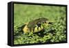 Grass Snake in Duckweed-null-Framed Stretched Canvas