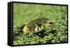 Grass Snake in Duckweed-null-Framed Stretched Canvas